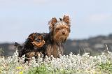 YORKSHIRE TERRIER 081